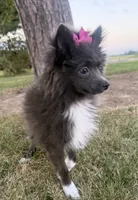 Harlee , a female Pomeranian for sale in Athens, WI – 3 of 10