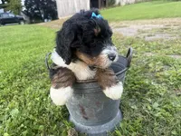 Sunny, a female Bernedoodle for sale in Athens, WI – 2 of 10