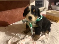 AKC Vance, a male Bernese Mountain Dog for sale in Athens, WI – 10 of 10