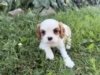 AKC Bart , a male Cavalier King Charles Spaniel for sale in Athens, WI – 6 of 10