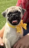AKC ALLEN , a male Pug for sale in Athens, WI – 1 of 10