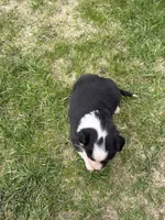 Zander, a male Australian Shepherd and Border Collie for sale in Athens, WI – 9 of 10