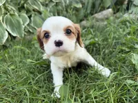 AKC Bart , a male Cavalier King Charles Spaniel for sale in Athens, WI – 8 of 10