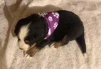 AKC Violet, a female Bernese Mountain Dog for sale in Athens, WI – 6 of 10