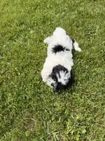 Jo, a female Bichon Frise and Shih Tzu for sale in Athens, WI – 4 of 10