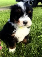 Travis, a male Bernedoodle for sale in Athens, WI – 7 of 10