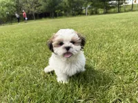 Jon, a male Bichon Frise and Shih Tzu for sale in Athens, WI – 7 of 10
