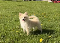 Alex, a male Pomimo for sale in Athens, WI – 1 of 10
