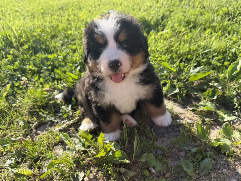 AKC Gabby – Bernese Mountain Dog puppy for sale in Athens, WI