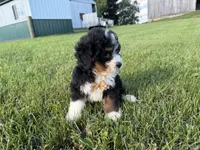 Turbo, a male Bernedoodle for sale in Athens, WI – 10 of 10