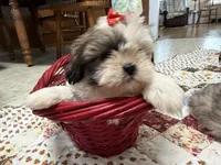 Stripes, a female Shih Tzu for sale in Athens, WI – 7 of 10
