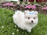Harper, a female Pomeranian for sale in Athens, WI – 4 of 10