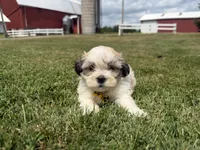 Buddy, a male Bichon Frise and Shih Tzu for sale in Athens, WI – 3 of 10