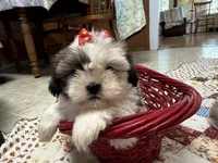 Stripes, a female Shih Tzu for sale in Athens, WI – 10 of 10