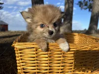 Blaire , a female Pomeranian for sale in Athens, WI – Photo 6 of 10