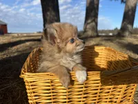 Blaire , a female Pomeranian for sale in Athens, WI – Photo 2 of 10