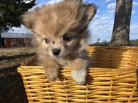 Blaire , a female Pomeranian for sale in Athens, WI – Photo 10 of 10