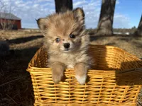 Blaire , a female Pomeranian for sale in Athens, WI – Photo 9 of 10