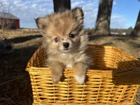 Blaire , a female Pomeranian for sale in Athens, WI – Photo 8 of 10