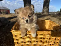 Blaire , a female Pomeranian for sale in Athens, WI – Photo 1 of 10