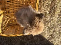 Blaire , a female Pomeranian for sale in Athens, WI – Photo 3 of 10