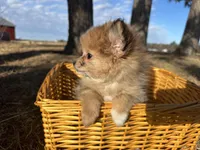 Blaire , a female Pomeranian for sale in Athens, WI – Photo 4 of 10