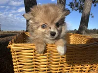 Blaire , a female Pomeranian for sale in Athens, WI – Photo 5 of 10