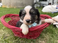 Zander, a male Australian Shepherd and Border Collie for sale in Athens, WI – 5 of 10