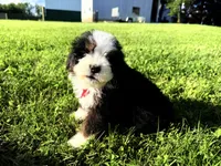 Taz , a male Bernedoodle for sale in Athens, WI – 10 of 10