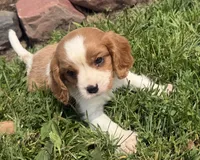 Spencer, a male Cavalier King Charles Spaniel for sale in Athens, WI – 6 of 10