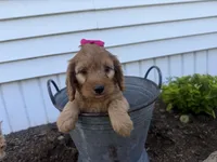 Casey, a female Cockapoo for sale in Athens, WI – 3 of 10