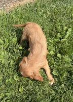 Savanna , a female Cavalier King Charles Spaniel for sale in Athens, WI – 4 of 9