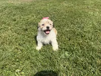 Julie, a female Bichon Frise and Shih Tzu for sale in Athens, WI – 9 of 10