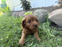 Carole, a female Cockapoo for sale in Athens, WI – 8 of 10