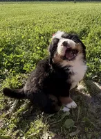 Georgia, a female Bernese Mountain Dog for sale in Athens, WI – 7 of 10