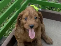 Carole, a female Cockapoo for sale in Athens, WI – 2 of 10