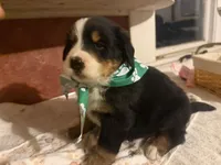 AKC Vance, a male Bernese Mountain Dog for sale in Athens, WI – 8 of 10