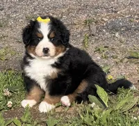 AKC Gabby, a female Bernese Mountain Dog for sale in Athens, WI – 4 of 10