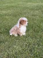 Sierra, a female Poodle - Toy  and Morkie for sale in Athens, WI – 9 of 10