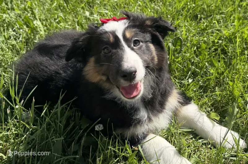 Zoey – Australian Shepherd, Border Collie puppy for sale in Athens, WI