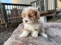Sierra, a female Poodle - Toy  and Morkie for sale in Athens, WI – 8 of 10