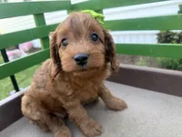 Carole, a female Cockapoo for sale in Athens, WI – 6 of 10