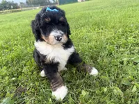 Sunny, a female Bernedoodle for sale in Athens, WI – 4 of 10