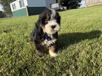 Tango, a male Bernedoodle for sale in Athens, WI – 10 of 10