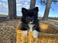 Blake, a male Pomeranian for sale in Athens, WI – Photo 8 of 10