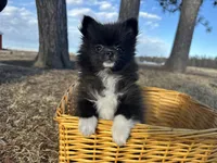 Blake, a male Pomeranian for sale in Athens, WI – Photo 1 of 10