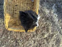 Blake, a male Pomeranian for sale in Athens, WI – Photo 9 of 10