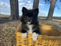 Blake, a male Pomeranian for sale in Athens, WI – Photo 7 of 10