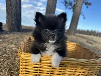 Blake, a male Pomeranian for sale in Athens, WI – Photo 4 of 10