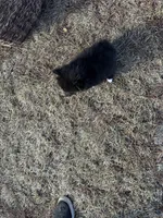 Blake, a male Pomeranian for sale in Athens, WI – Photo 10 of 10